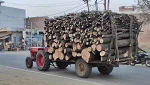 चरथावल अवैध कटान का खेल: हरे-भरे आम के पेड़ों पर चल रही आरी, लक्कड़ मंडी तक पहुंच रही लकड़ी