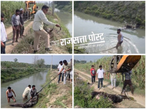 चरथावल में रजवाहे में फंसी नीलगाय का रेस्क्यू, 12 घंटे बाद ग्रामीणों ने सुरक्षित निकाल