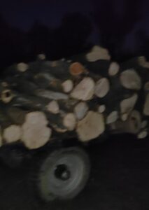 रात के अंधेरे में हरे-भरे आम के पेड़ों का अवैध कटान, पुलिस छापेमारी में आरोपी गिरफ्तार