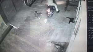 मुज़फ्फरनगर मे पशु क्रूरता: बाइक सवार ने स्ट्रीट डॉग व पिल्ले को रौंदा, CCTV में कैद घटना