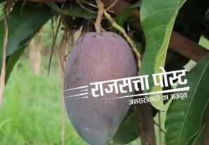 CCTV की सख्त निगरानी में उग रहा दुनिया का सबसे महंगा मियाजाकी आम, कीमत 3 लाख रुपये किलो तक